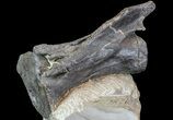 Diplodocus Vertebrae In Sandstone - Killer Specimen #77936-2